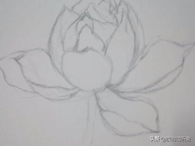 荷花创意速写荷花创意速写图片