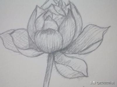 荷花创意速写荷花创意速写图片