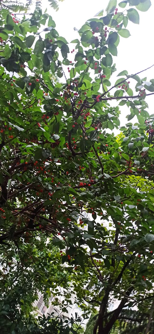 青岛风景速写青岛风景速写临摹高清