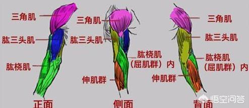速写手臂肌肉速写手臂肌肉结构