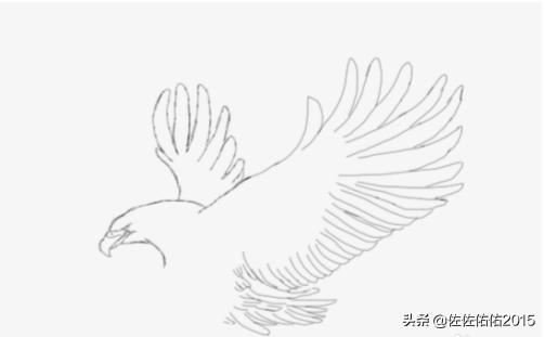 鸟速写写生速写鸟的画法 鸟速写写生速写鸟的画法