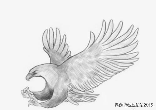 鸟速写写生速写鸟的画法 鸟速写写生速写鸟的画法