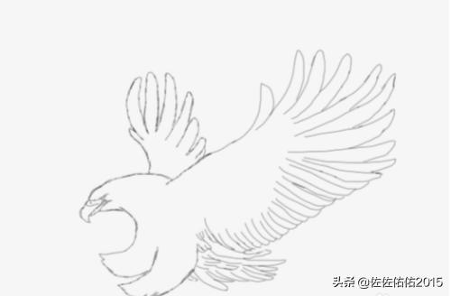 鸟速写写生速写鸟的画法 鸟速写写生速写鸟的画法