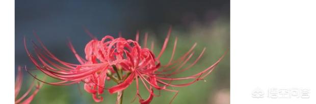 彼岸花速写彼岸花速写图片临摹