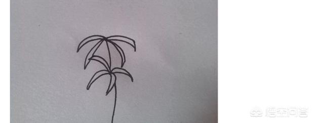 彼岸花速写彼岸花速写图片临摹 彼岸花速写彼岸花速写图片临摹