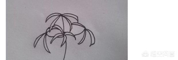 彼岸花速写彼岸花速写图片临摹 彼岸花速写彼岸花速写图片临摹