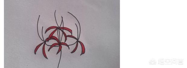 彼岸花速写彼岸花速写图片临摹 彼岸花速写彼岸花速写图片临摹