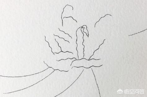 彼岸花速写彼岸花速写图片临摹 彼岸花速写彼岸花速写图片临摹