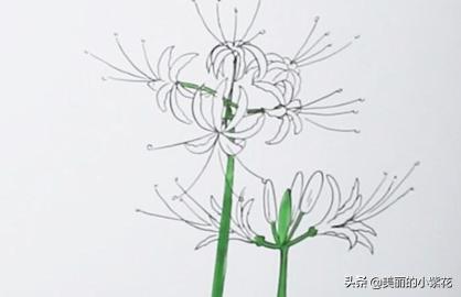 彼岸花速写彼岸花速写图片临摹 彼岸花速写彼岸花速写图片临摹