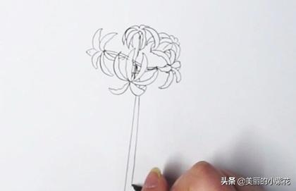 彼岸花速写彼岸花速写图片临摹 彼岸花速写彼岸花速写图片临摹