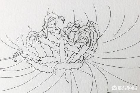 彼岸花速写彼岸花速写图片临摹 彼岸花速写彼岸花速写图片临摹