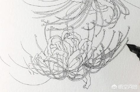 彼岸花速写彼岸花速写图片临摹 彼岸花速写彼岸花速写图片临摹