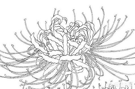 彼岸花速写彼岸花速写图片临摹 彼岸花速写彼岸花速写图片临摹