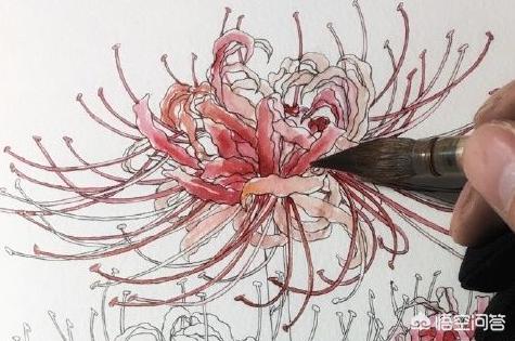 彼岸花速写彼岸花速写图片临摹 彼岸花速写彼岸花速写图片临摹