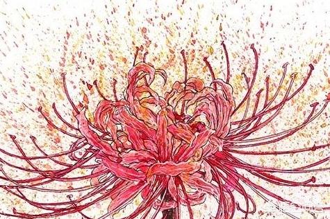 彼岸花速写彼岸花速写图片临摹 彼岸花速写彼岸花速写图片临摹