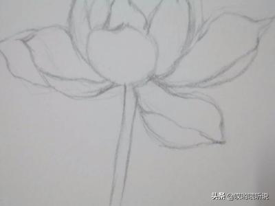 风景速写荷花风景速写荷花池