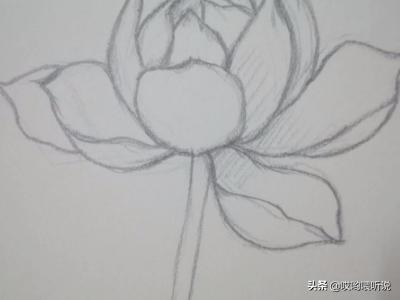 风景速写荷花风景速写荷花池