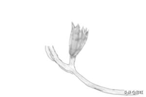 植物花朵速写植物花朵速写图片