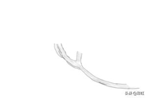 植物花朵速写植物花朵速写图片