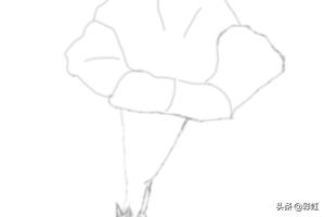 植物花朵速写植物花朵速写图片