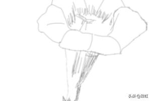 植物花朵速写植物花朵速写图片