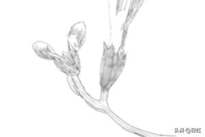 植物花朵速写植物花朵速写图片
