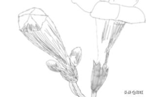 植物花朵速写植物花朵速写图片