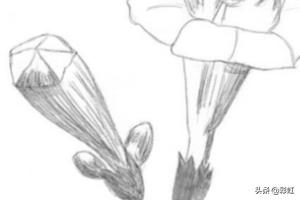 植物花朵速写植物花朵速写图片