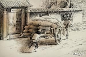 植物花朵速写植物花朵速写图片