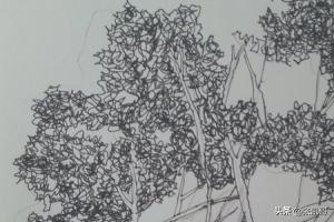 树写生速写树写生速写照片