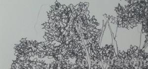 柳树写生速写柳树写生速写图片大全 柳树写生速写柳树写生速写图片大全