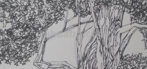 柳树写生速写柳树写生速写图片大全 柳树写生速写柳树写生速写图片大全