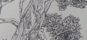 柳树写生速写柳树写生速写图片大全 柳树写生速写柳树写生速写图片大全