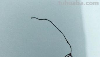 速写白菜画技巧法白菜速写图片