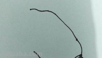 速写白菜画技巧法白菜速写图片