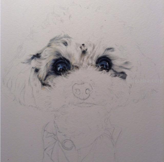 狗彩铅怎么画（狗彩铅怎么画好看）