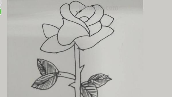 花怎么画简笔画（花怎么画简笔画又漂亮）