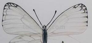 水溶彩铅怎么画（水溶彩铅怎么画星空）