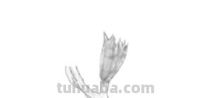 花朵的速写（花朵的速写图片）