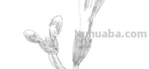 花朵的速写（花朵的速写图片）