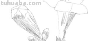 花朵的速写（花朵的速写图片）