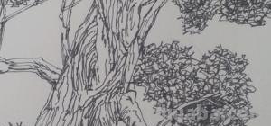 香樟树速写（香樟树速写图片）