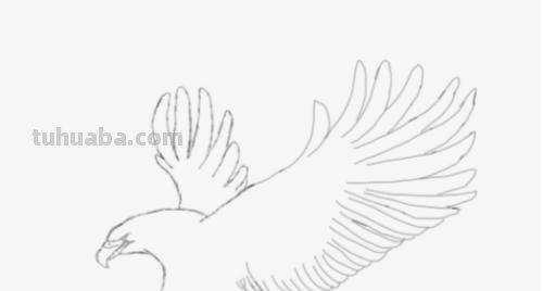 动物铅笔速写（动物铅笔速写图片）