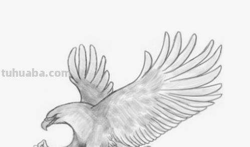 动物铅笔速写（动物铅笔速写图片）