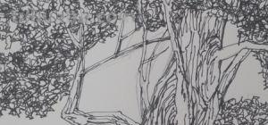 速写植物画技巧法（速写植物画技巧法视频）