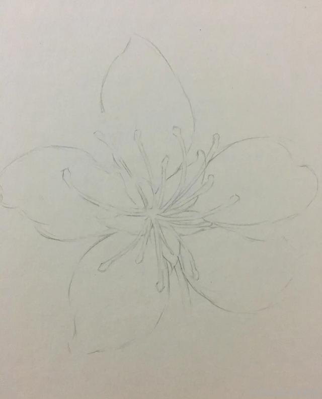 怎么用彩铅画樱花树（怎么用彩铅画樱花树 教程）