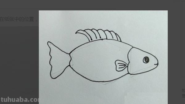 简笔画鱼怎么画（简笔画鱼的步骤）