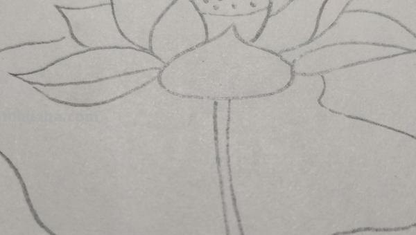 彩铅花怎么画（彩铅花怎么画横着的）