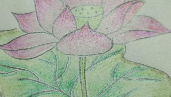 彩铅花怎么画（彩铅花怎么画横着的）