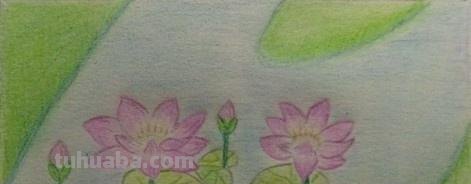 彩铅花怎么画（彩铅花怎么画横着的）